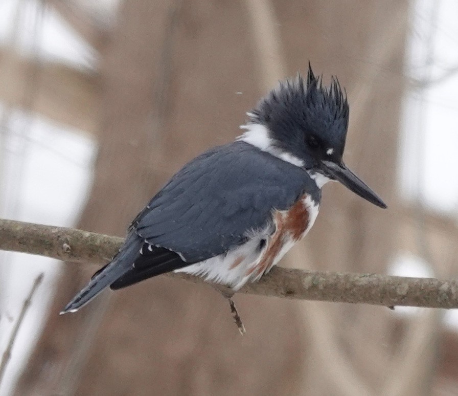 Belted Kingfisher - ML309178511