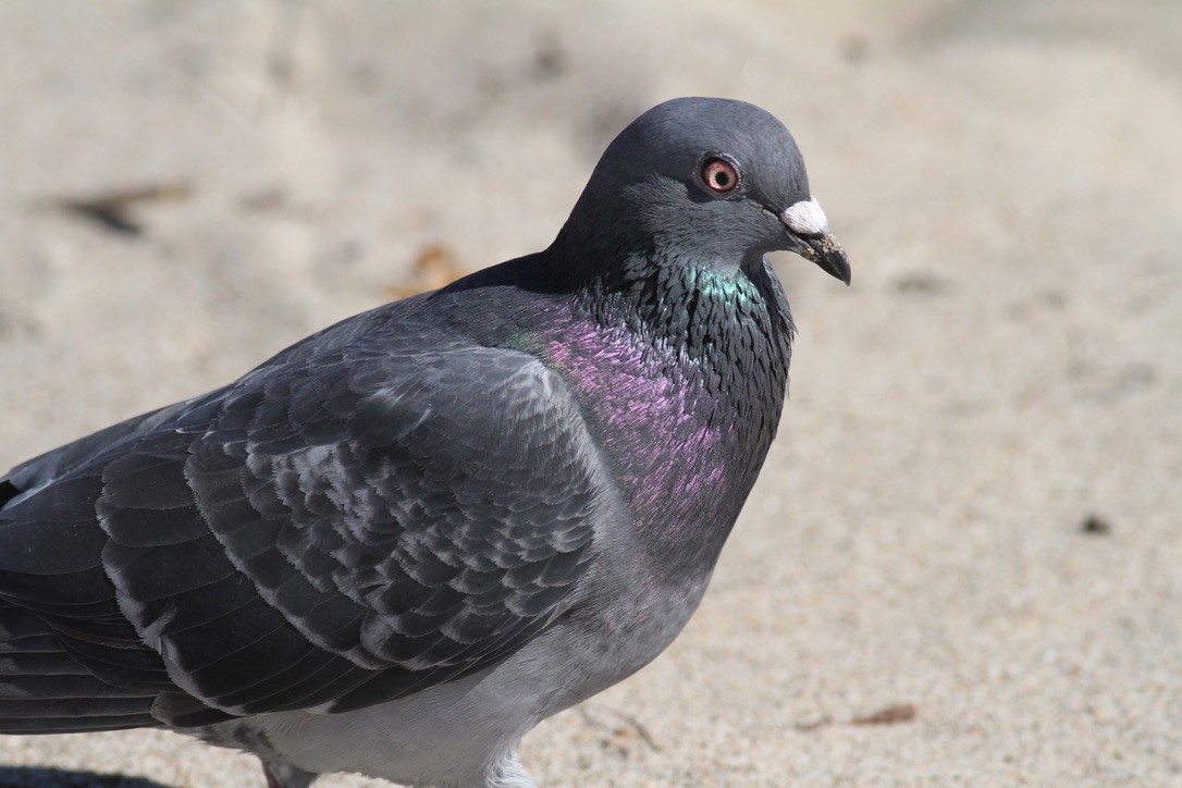 Rock Pigeon (Feral Pigeon) - ML309185121