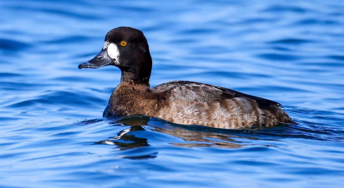 Greater Scaup - Mike Melton