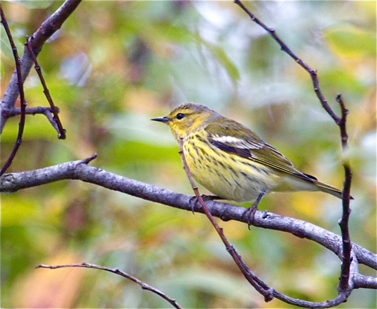 Cape May Warbler - Karl Overman