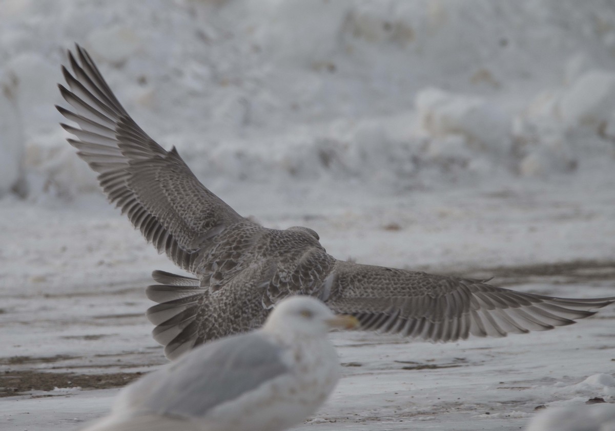 Herring x Glaucous Gull (hybrid) - Vernon Buckle