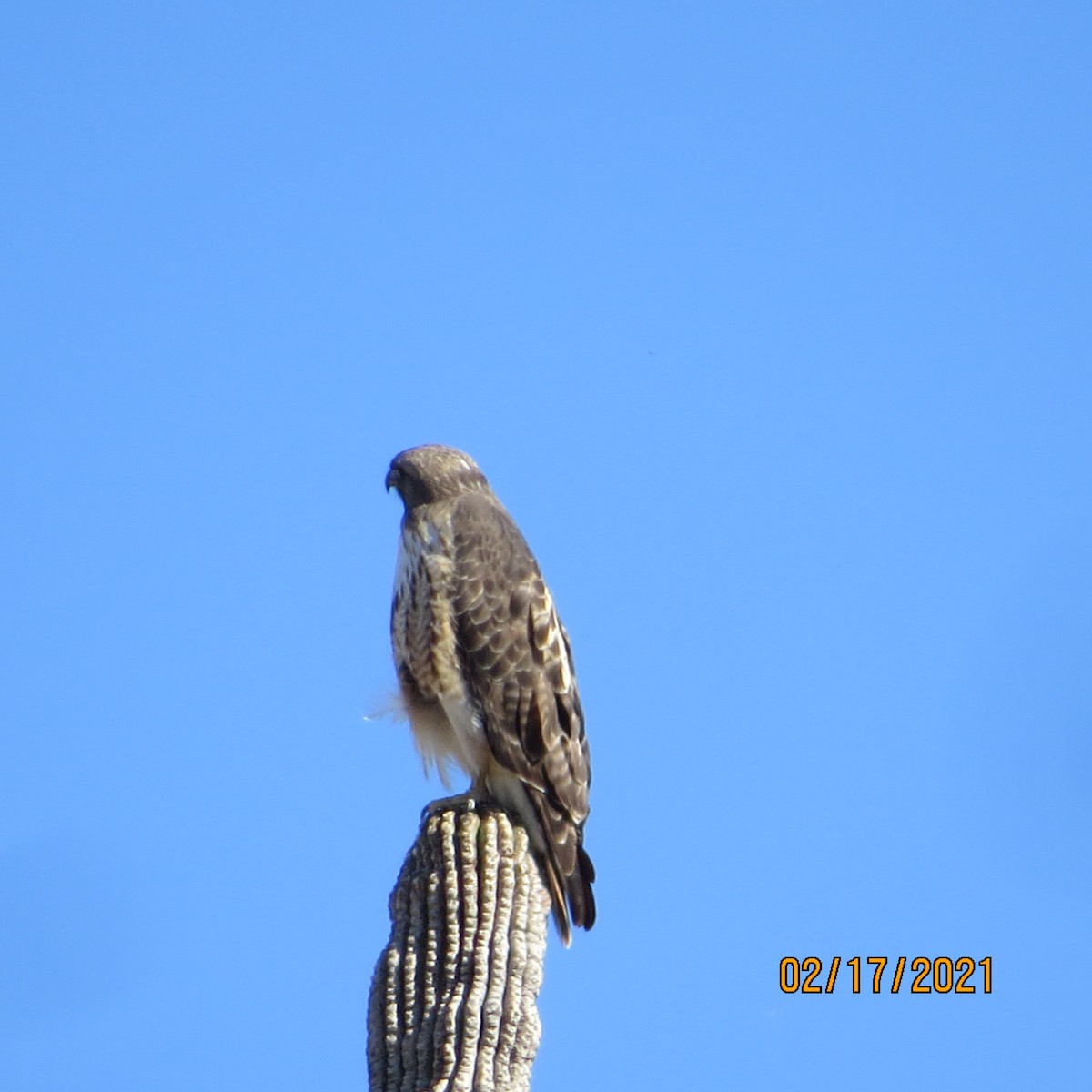 Red-tailed Hawk - ML309203201