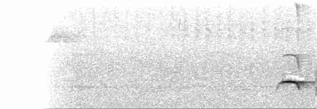 Weißbinden-Ameisenvogel - ML309205261