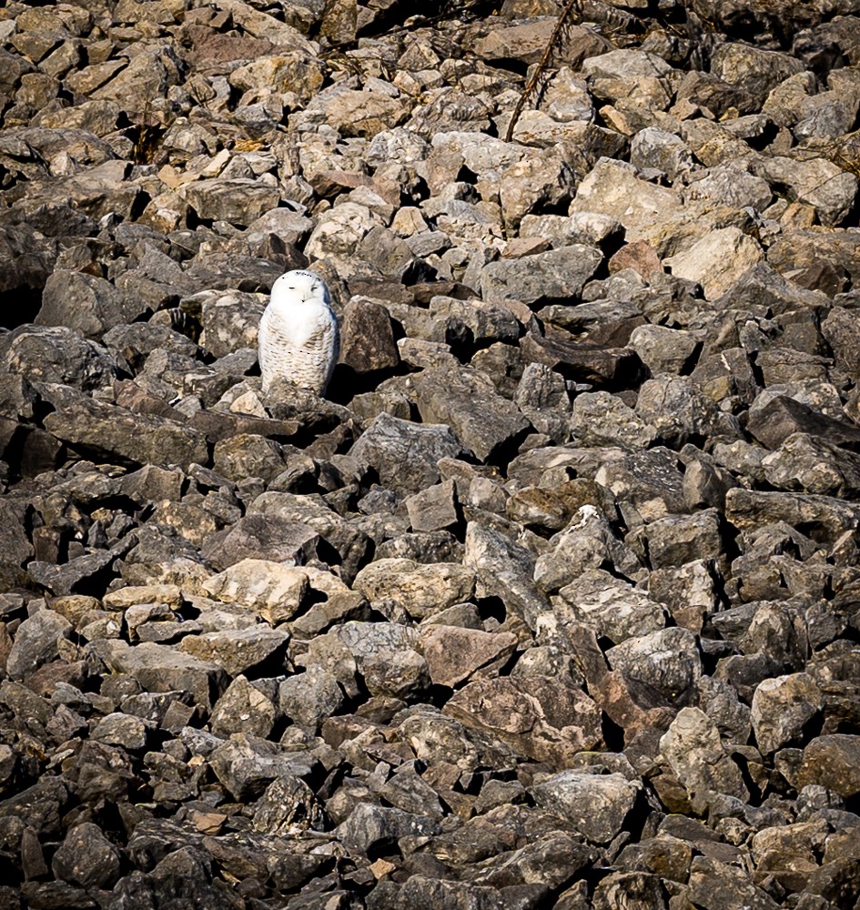 eBird Checklist 23 Jan 2021 Alum Creek SPDam at Africa Rd. 1