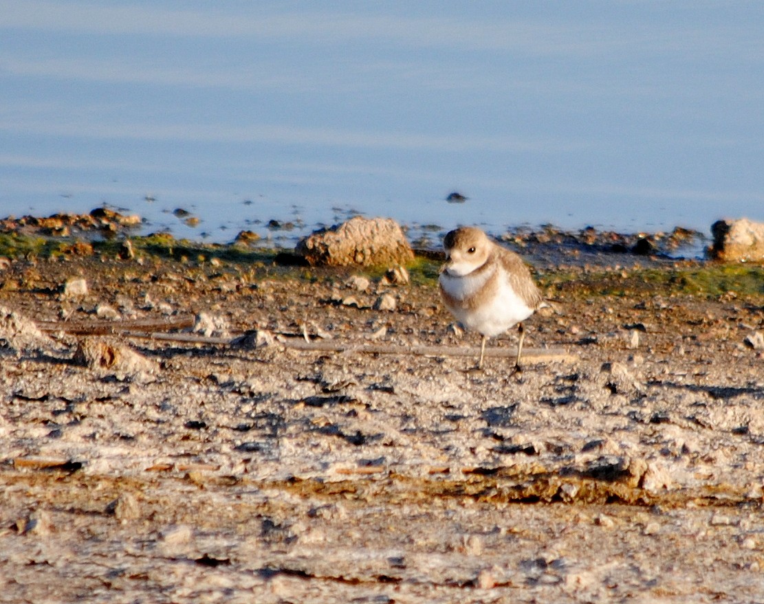 Two-banded Plover - ML309207891