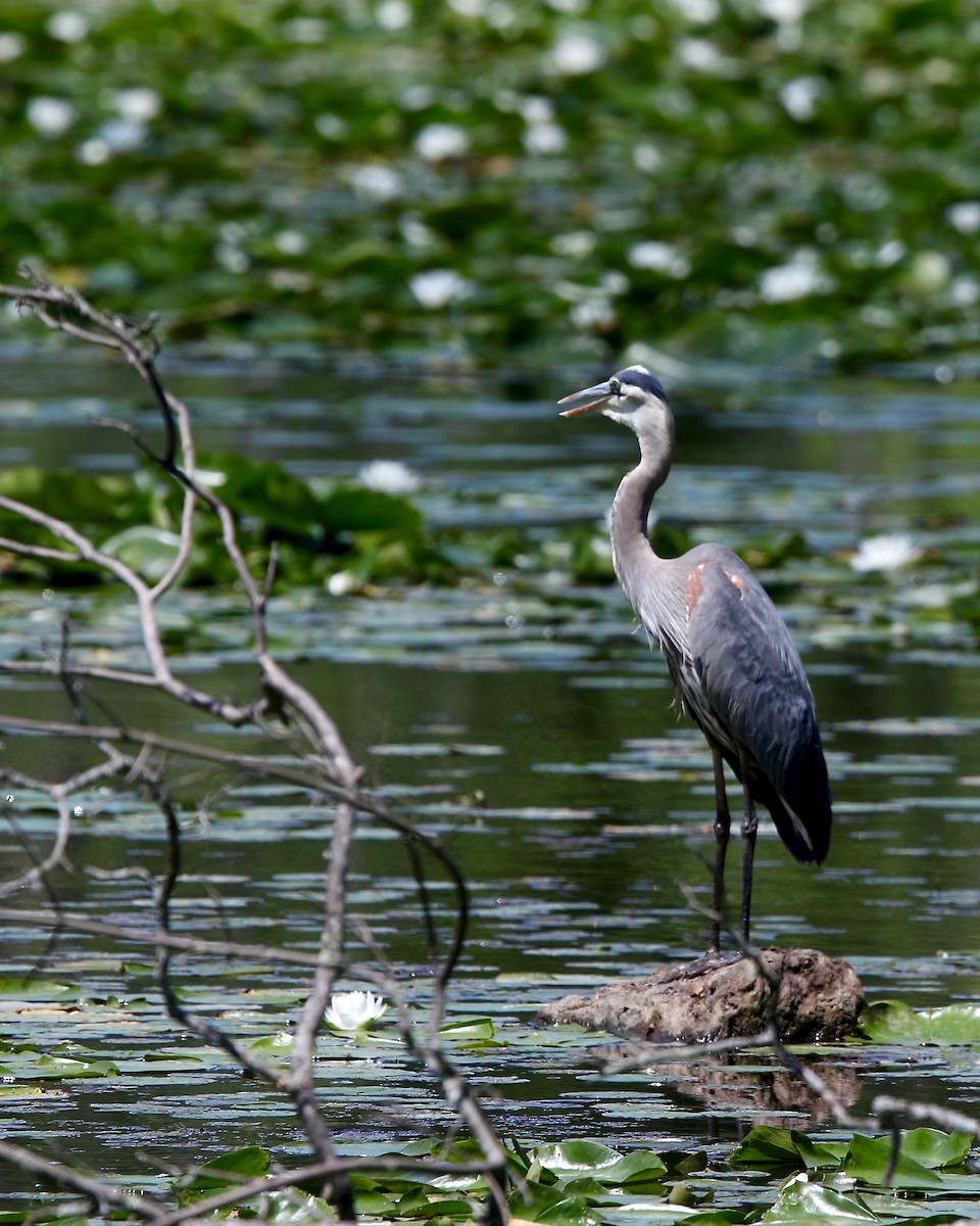Great Blue Heron - Mary/Maury Humes