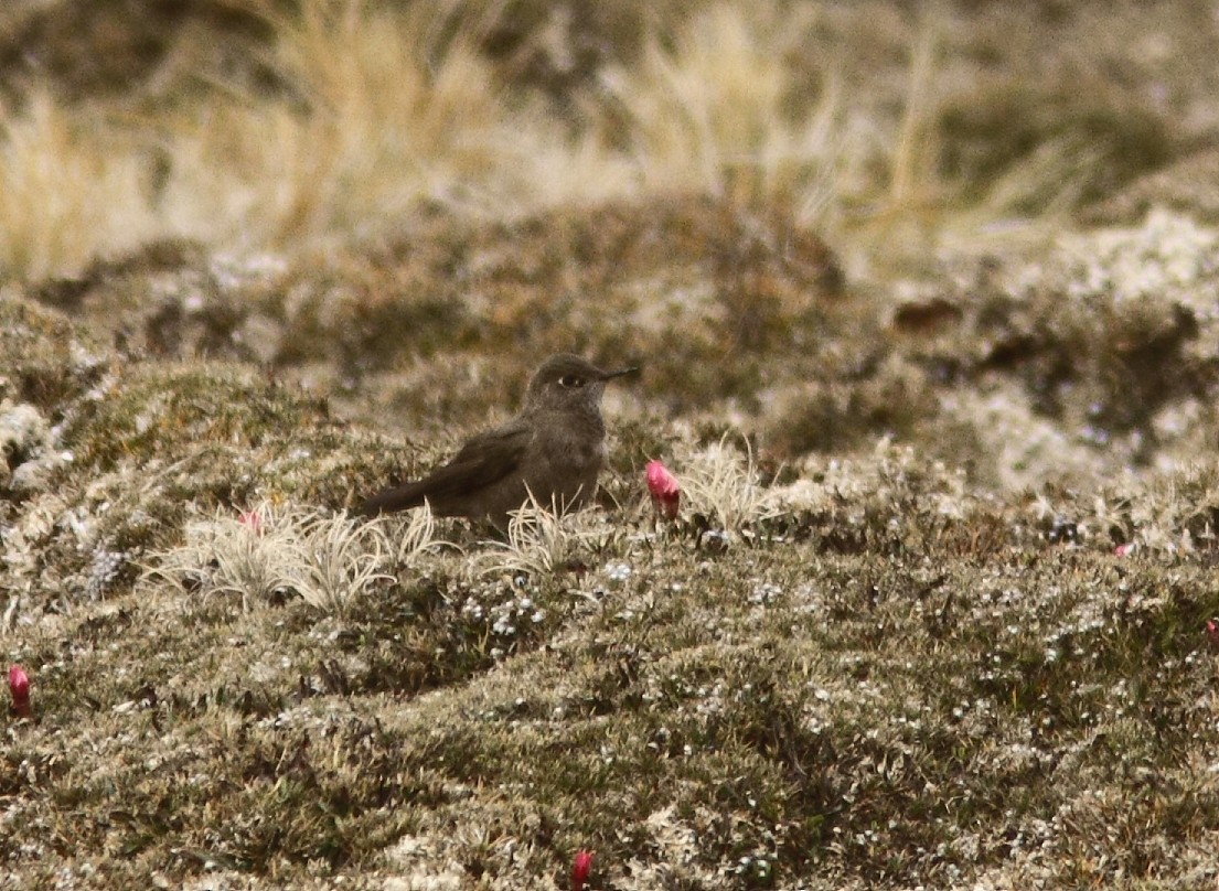 Olivaceous Thornbill - ML309209341
