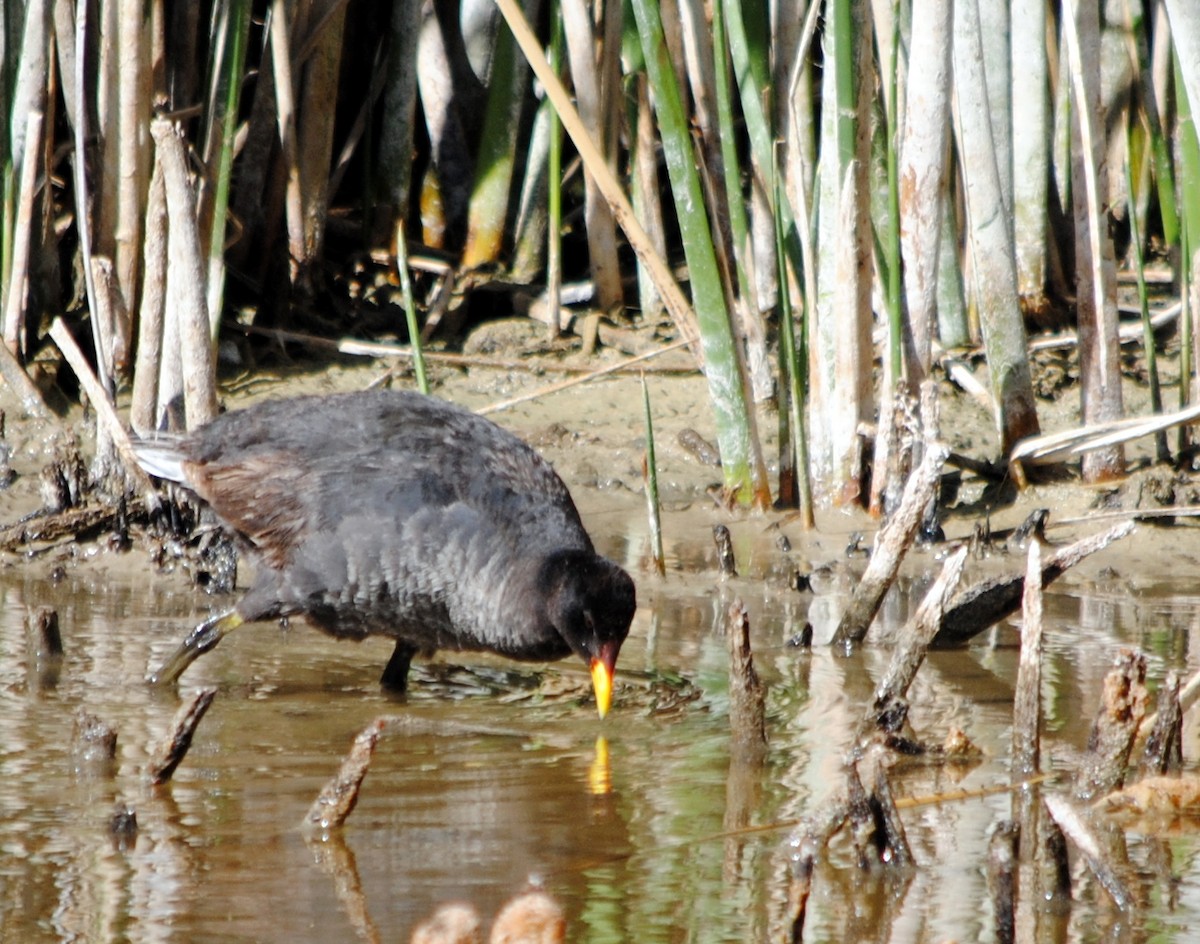Red-fronted Coot - ML309209891