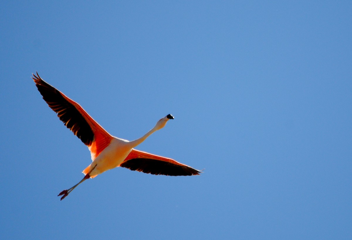 Şili Flamingosu - ML309213041