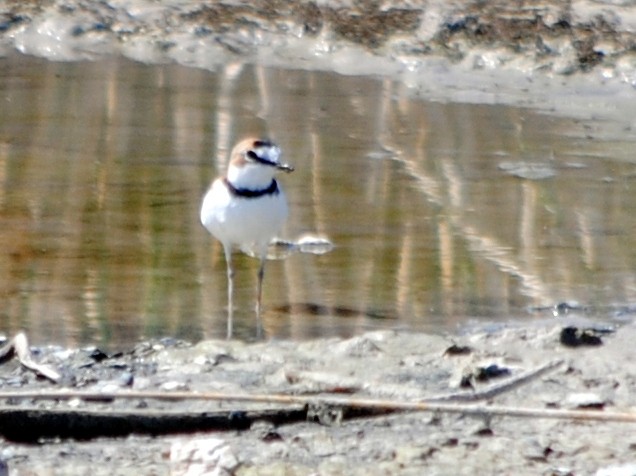 Collared Plover - ML309214691