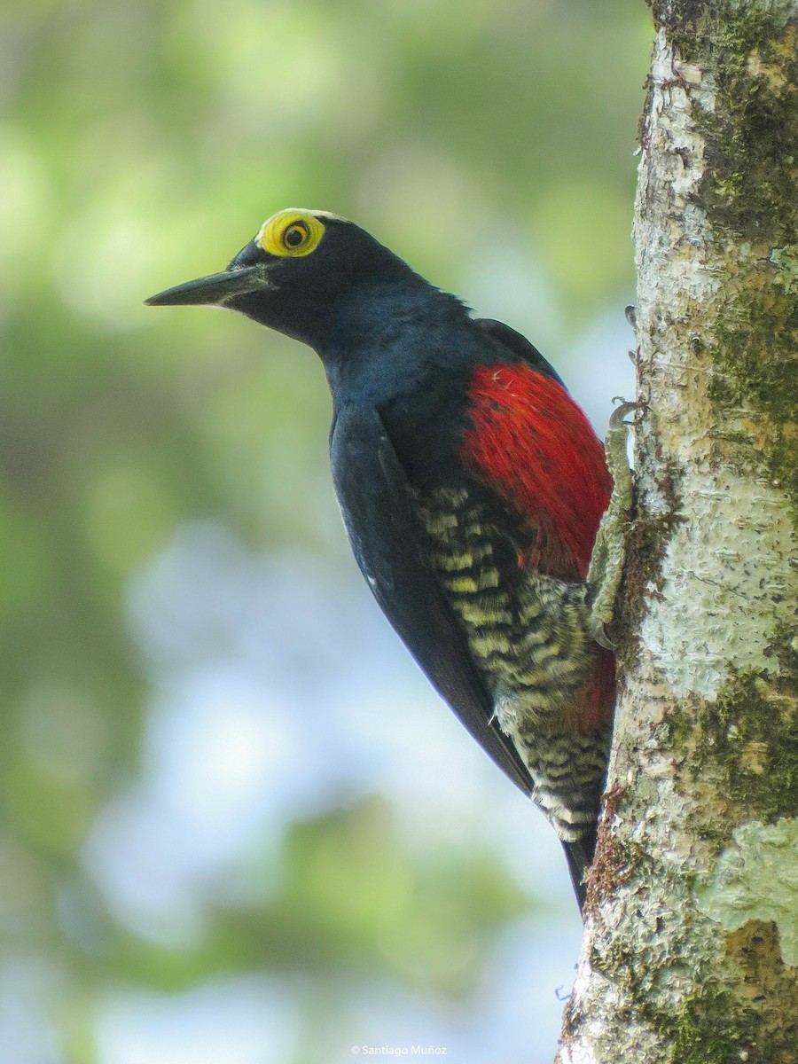 Yellow-tufted Woodpecker - ML309220661