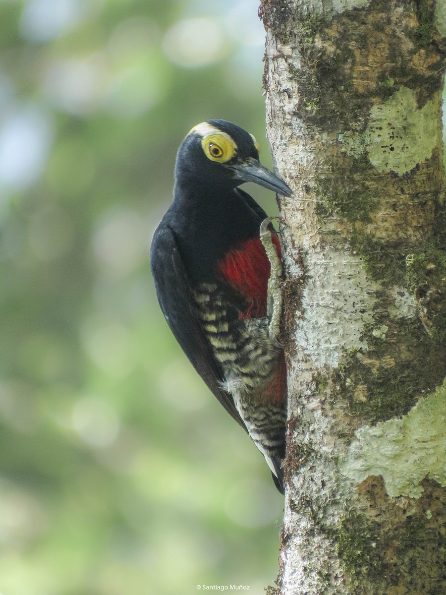 Yellow-tufted Woodpecker - ML309220671