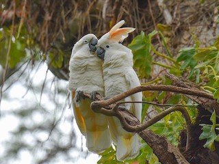 Salmon-crested Cockatoo - Cacatua moluccensis - Birds of the World