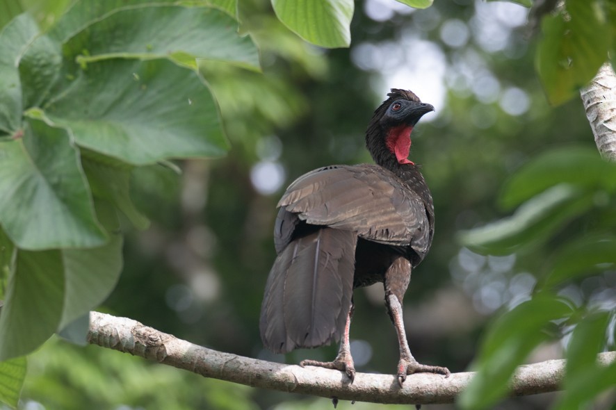 Crested Guan - ML309222561