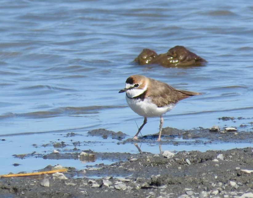 Collared Plover - ML309223291