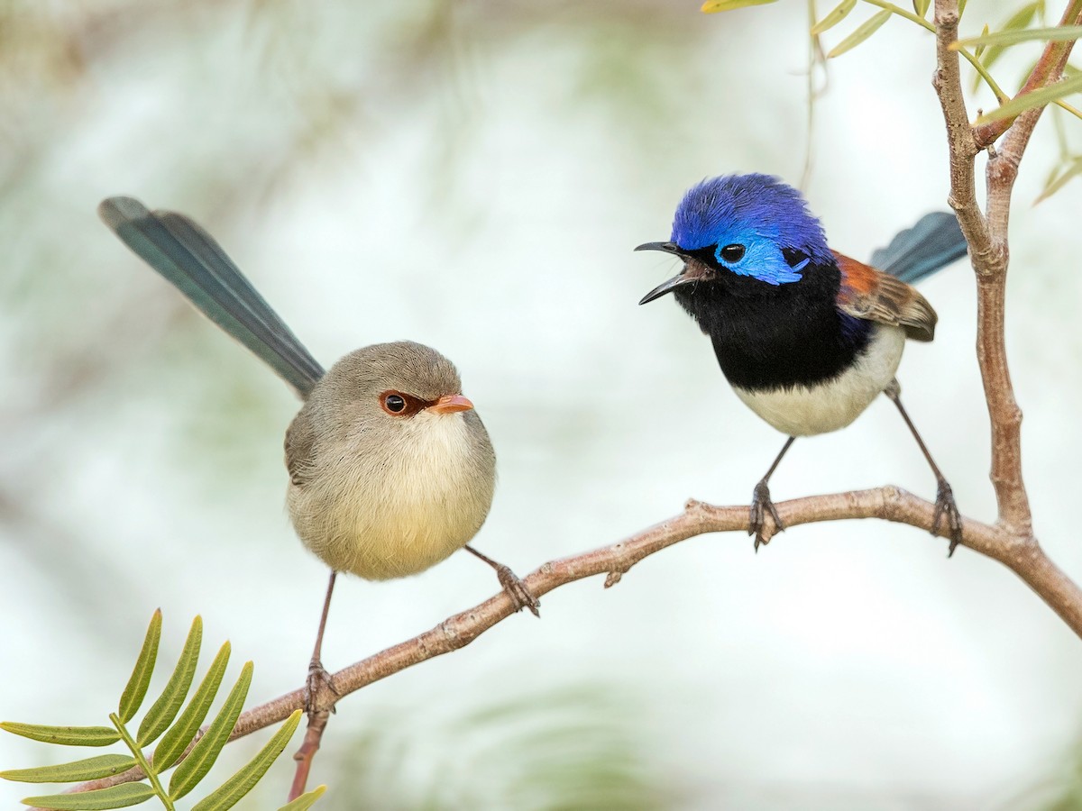 Purple-backed Fairywren - eBird