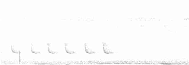 Белокрылый бекард - ML309224131