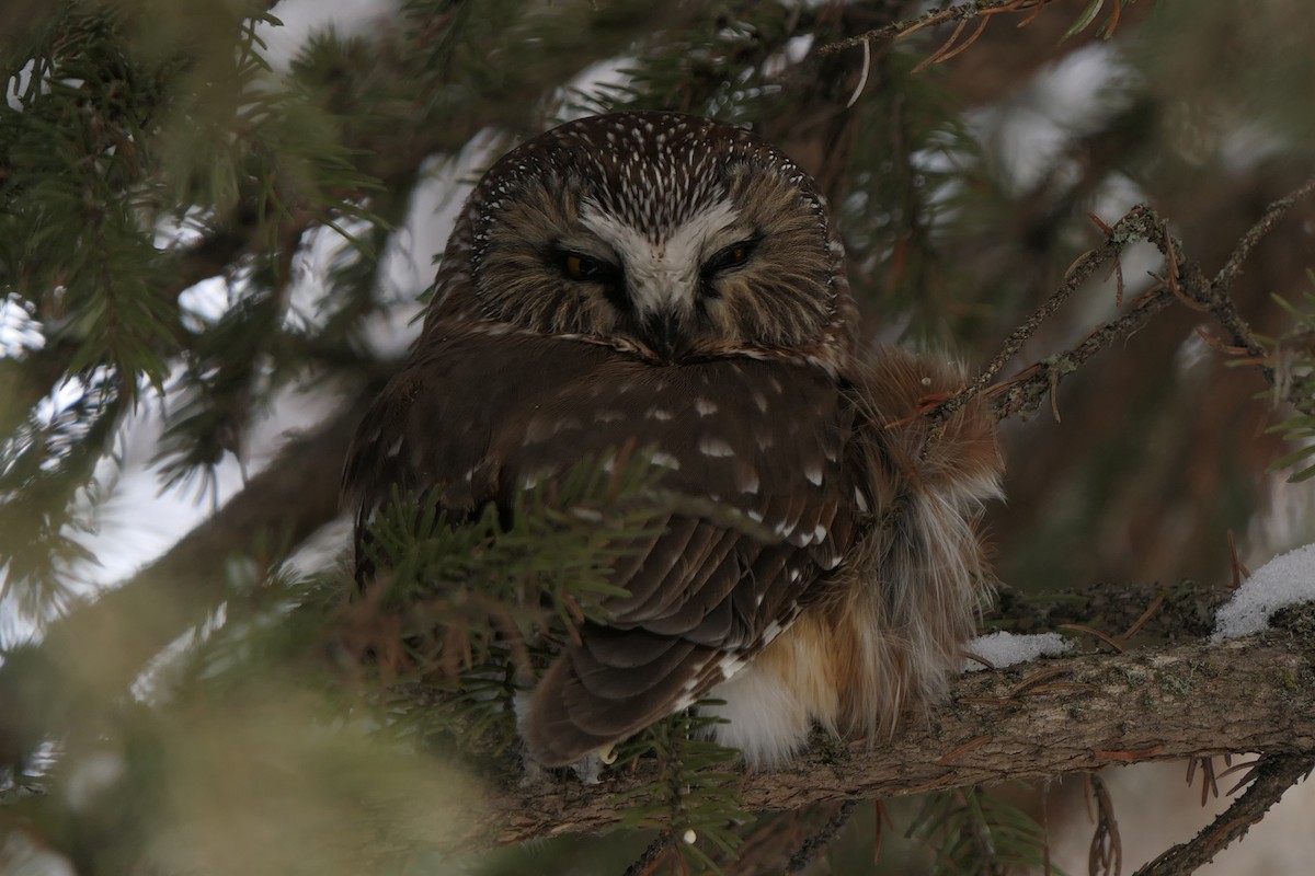 Northern Saw-whet Owl - Jake Bramante