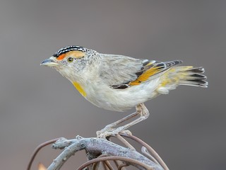  - Red-browed Pardalote