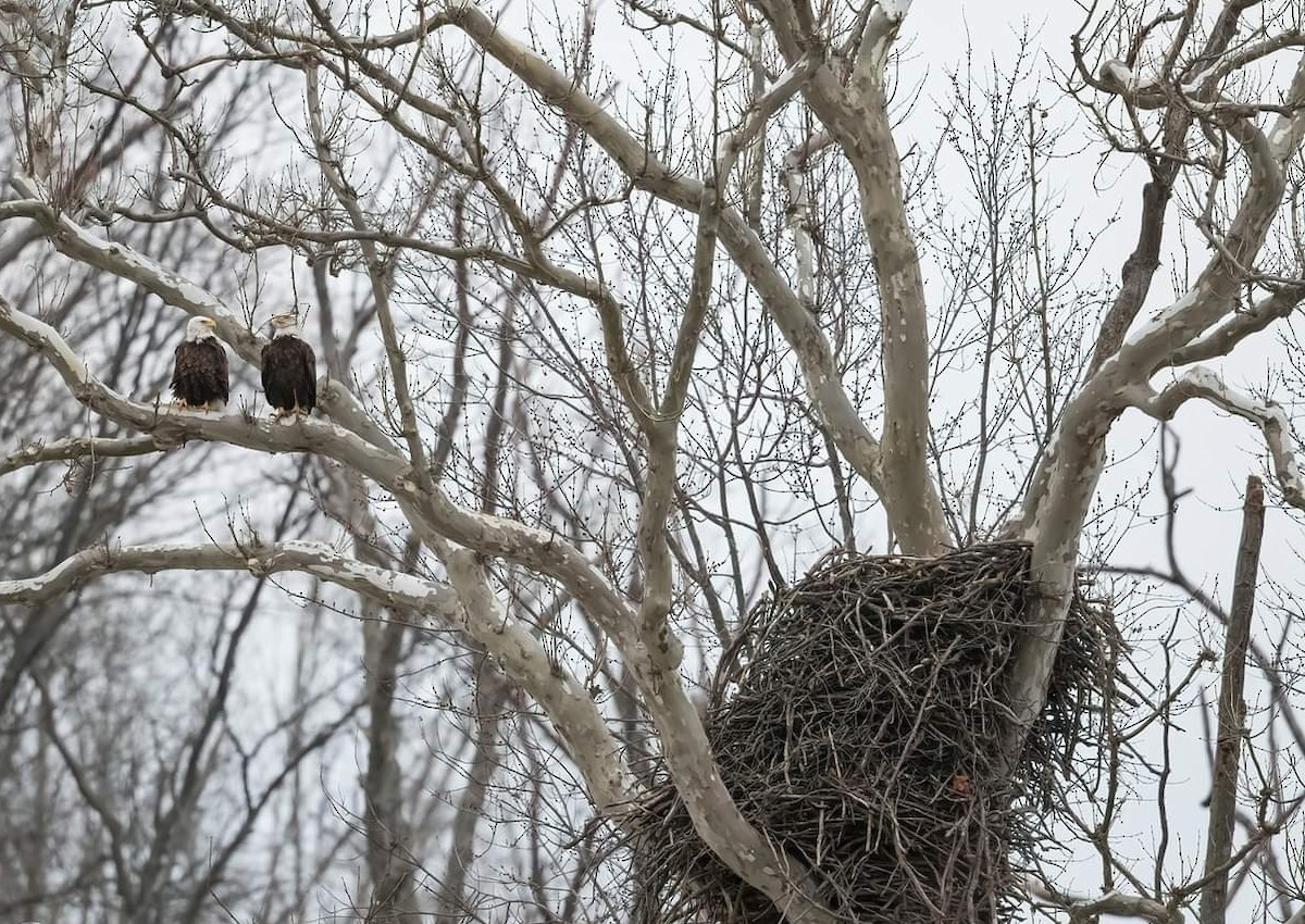 Bald Eagle Facts: Diet, Wingspan, Nests