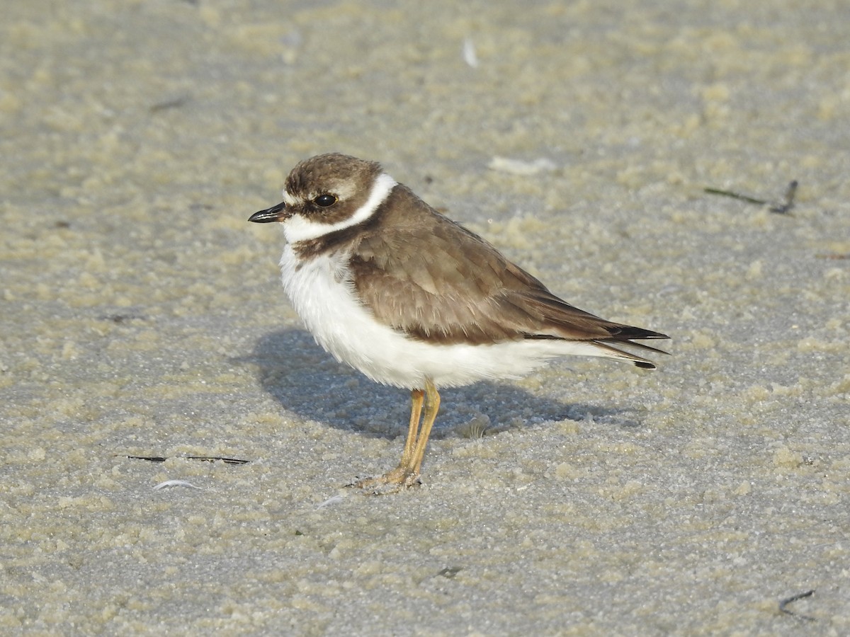 Semipalmated Plover - ML309238751