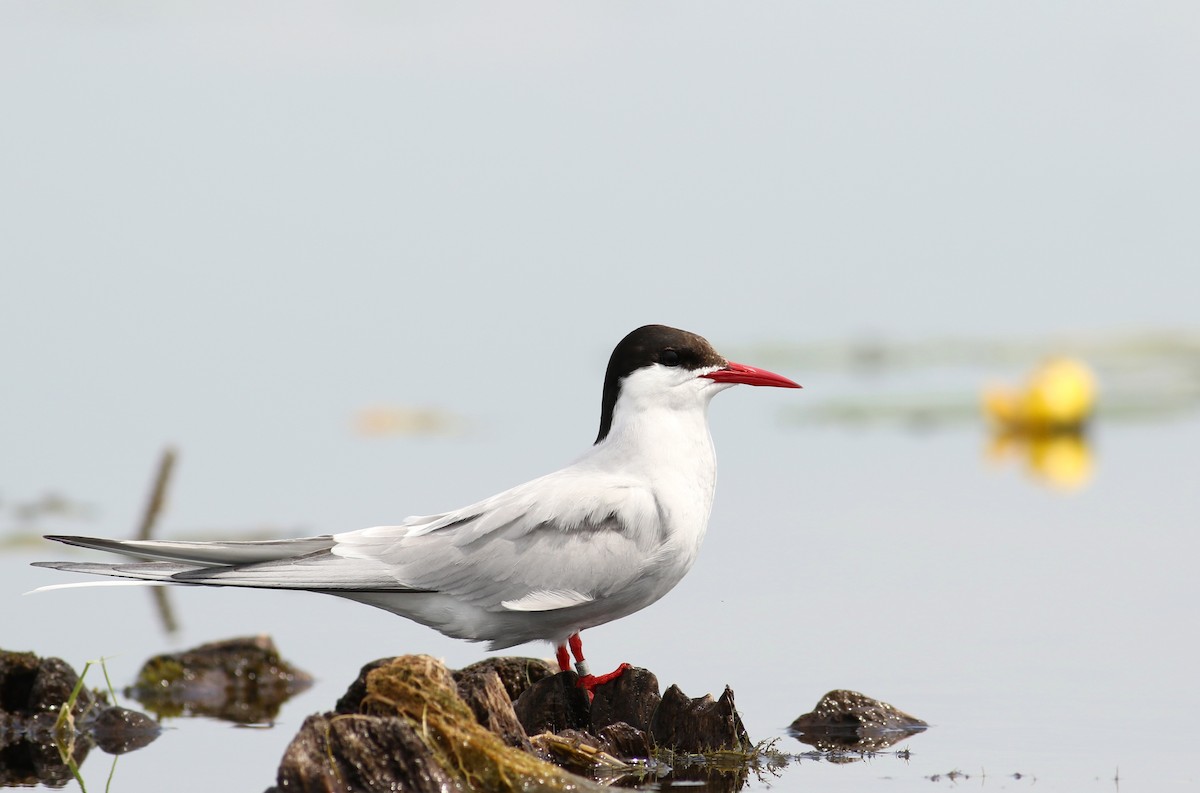 Arctic Tern - Nathan Dubrow