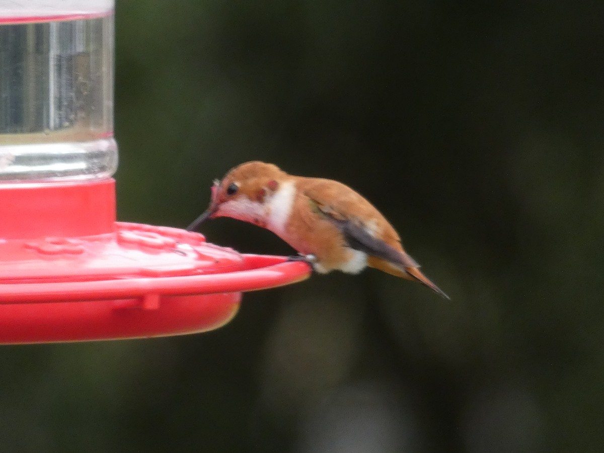 Rufous Hummingbird - Derek Sallmann
