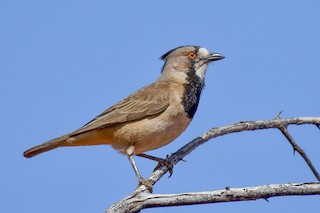  - Crested Bellbird