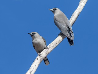  - Black-faced Woodswallow