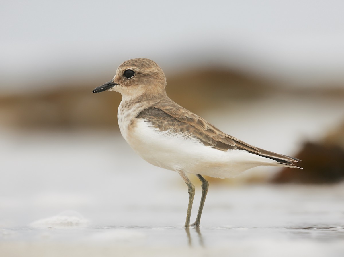 Double-banded Plover - ML309245431