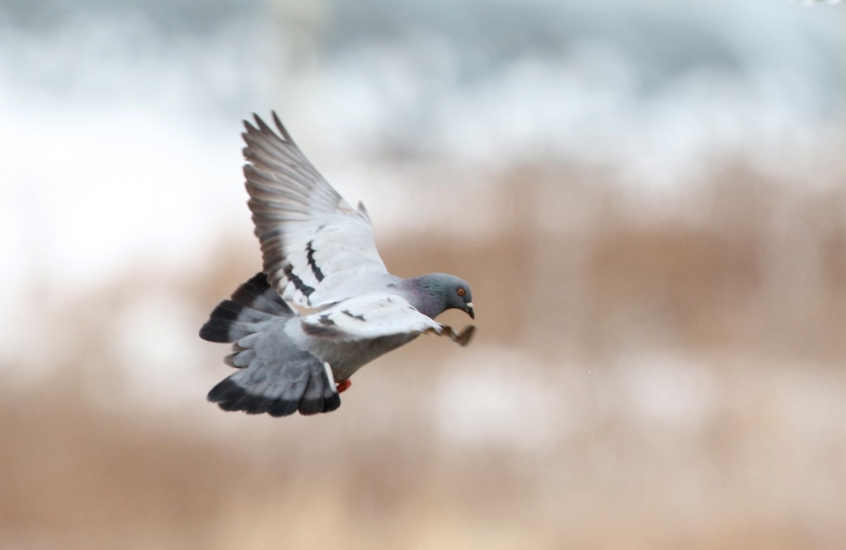 Rock Pigeon (Feral Pigeon) - ML309248261