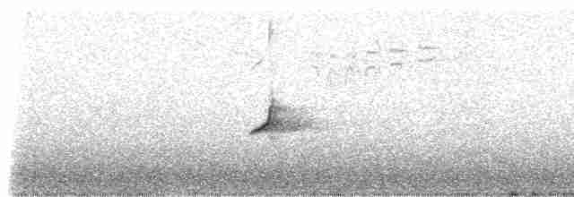 Pinson de Grande Canarie - ML309251