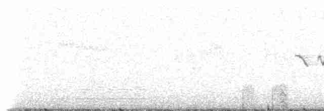 Канарский зяблик - ML309252