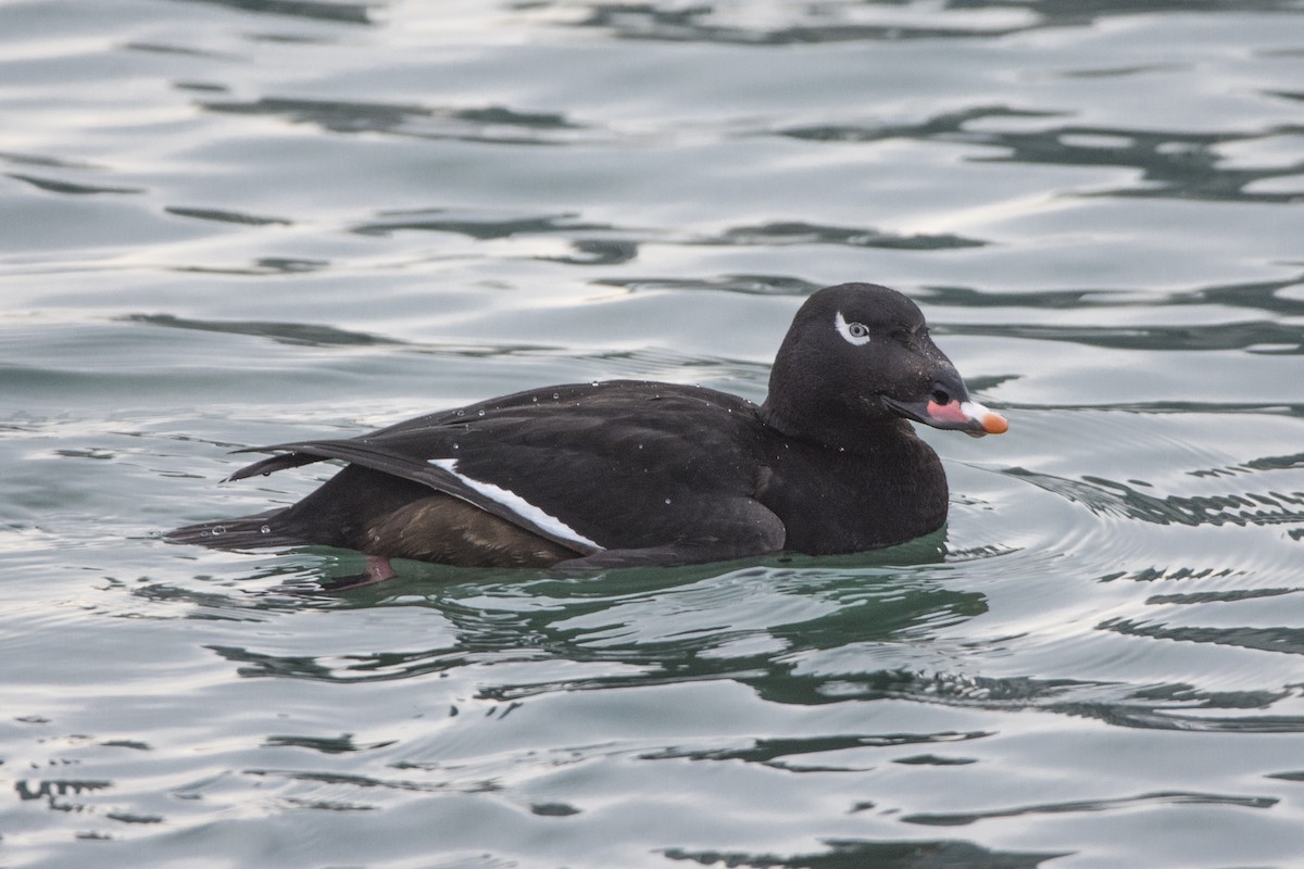 White-winged Scoter - Peter Sproule