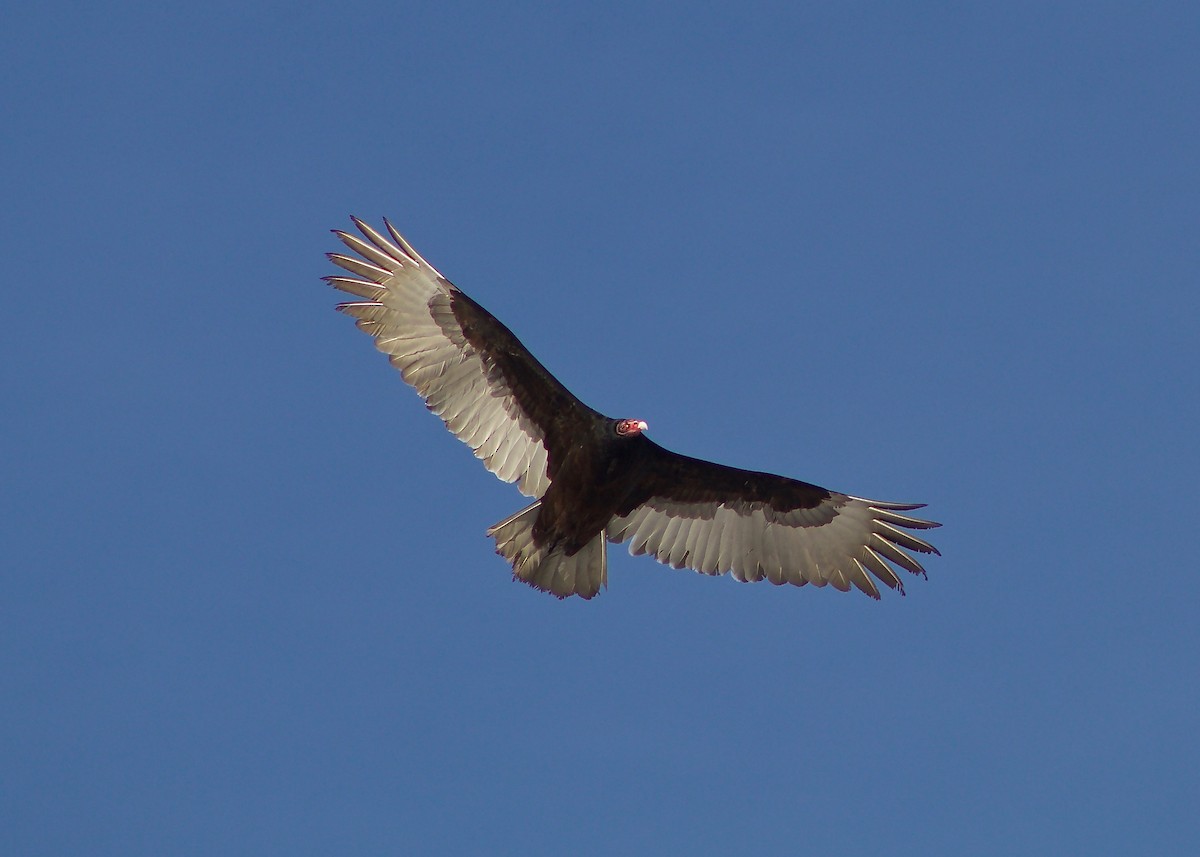 Turkey Vulture - Aaron Taylor