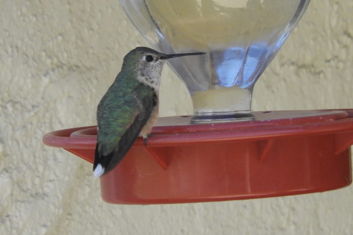 Broad-tailed Hummingbird - ML309261671