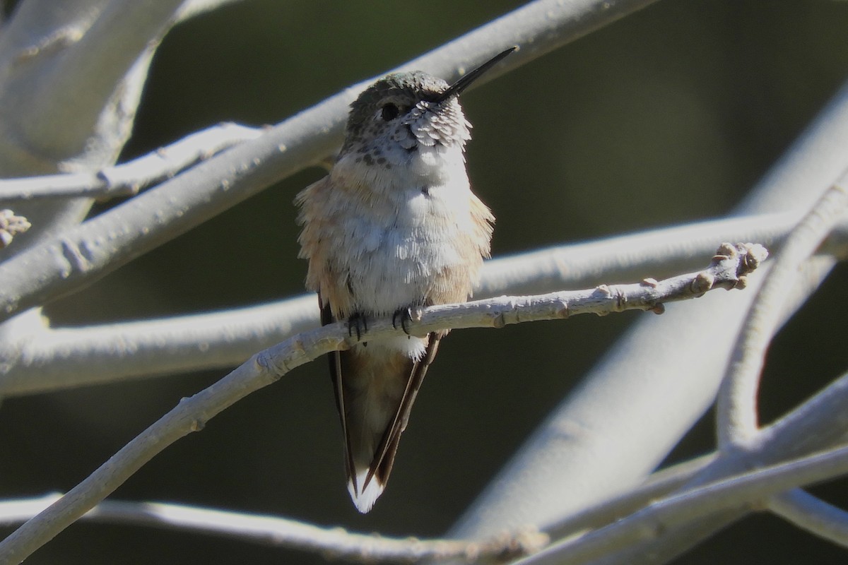 Broad-tailed Hummingbird - ML309261681