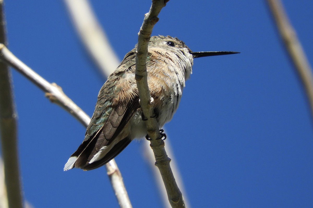 Broad-tailed Hummingbird - ML309261731