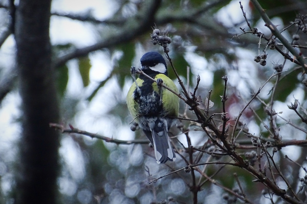 Green-backed Tit - ML309267191