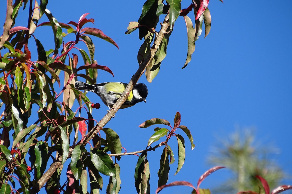 Green-backed Tit - ML309267251