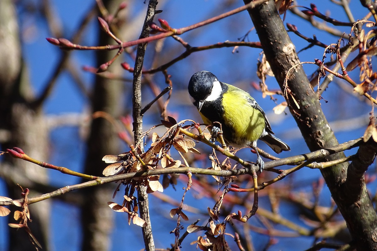 Green-backed Tit - ML309267391
