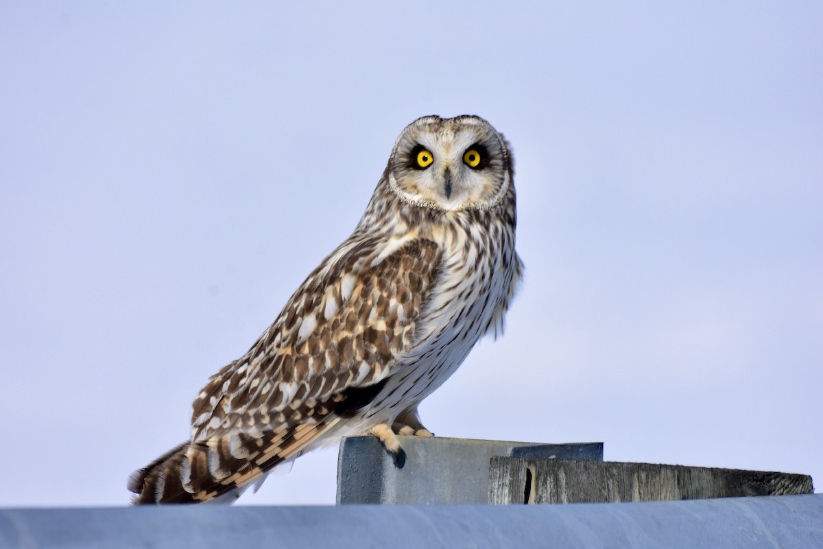 Short-eared Owl - David O'Brien 🦆