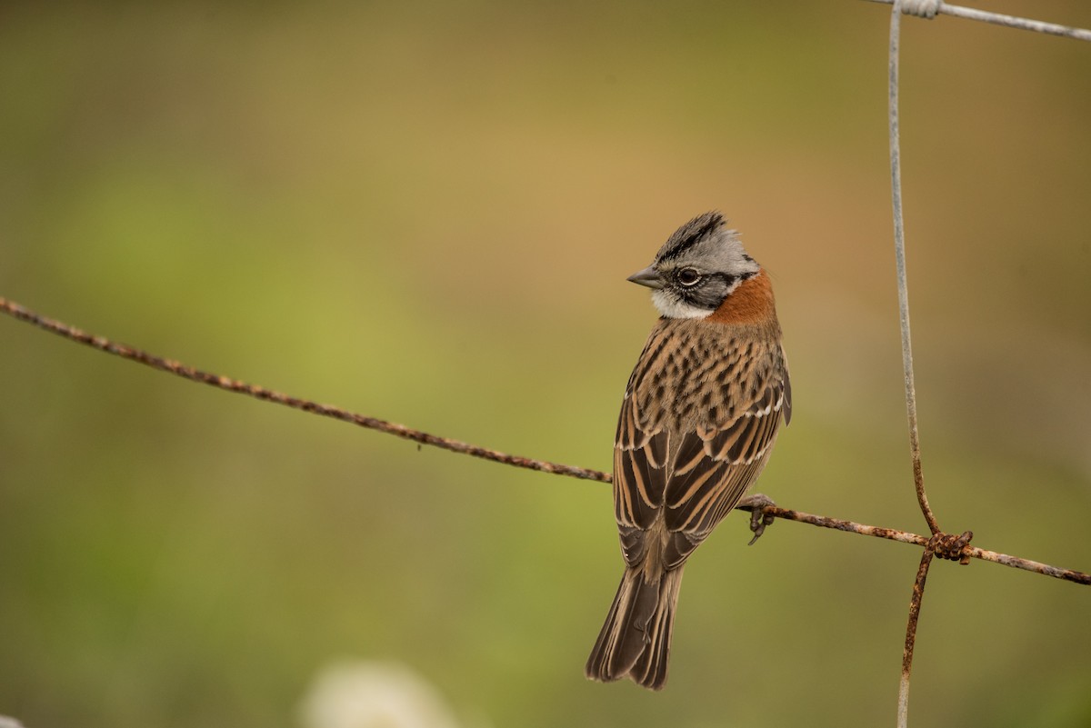 Rufous-collared Sparrow - ML30927231