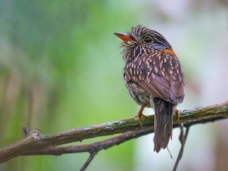  - Semicollared Puffbird