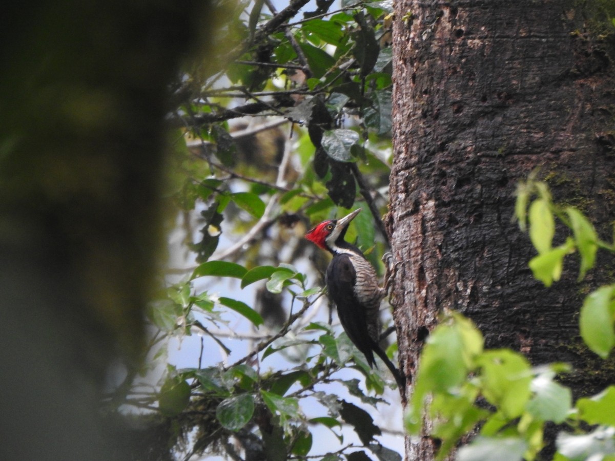 Crimson-crested Woodpecker - Marcelo Quipo