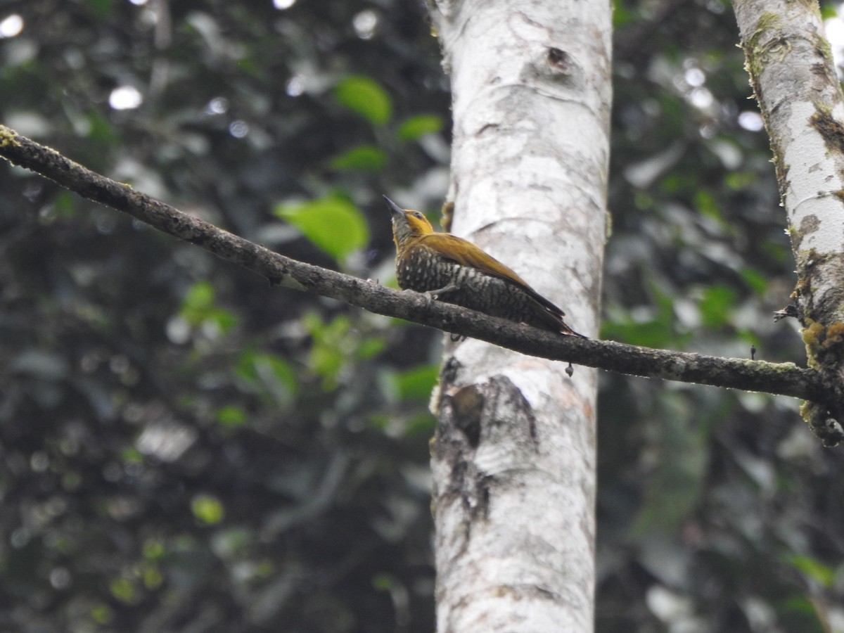 White-throated Woodpecker - Marcelo Quipo