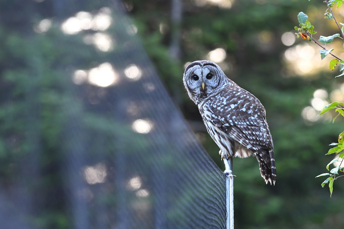 Barred Owl - ML309287041