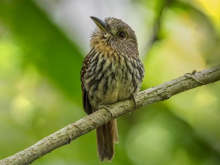  - White-whiskered Puffbird