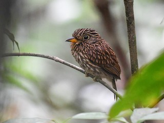  - White-chested Puffbird