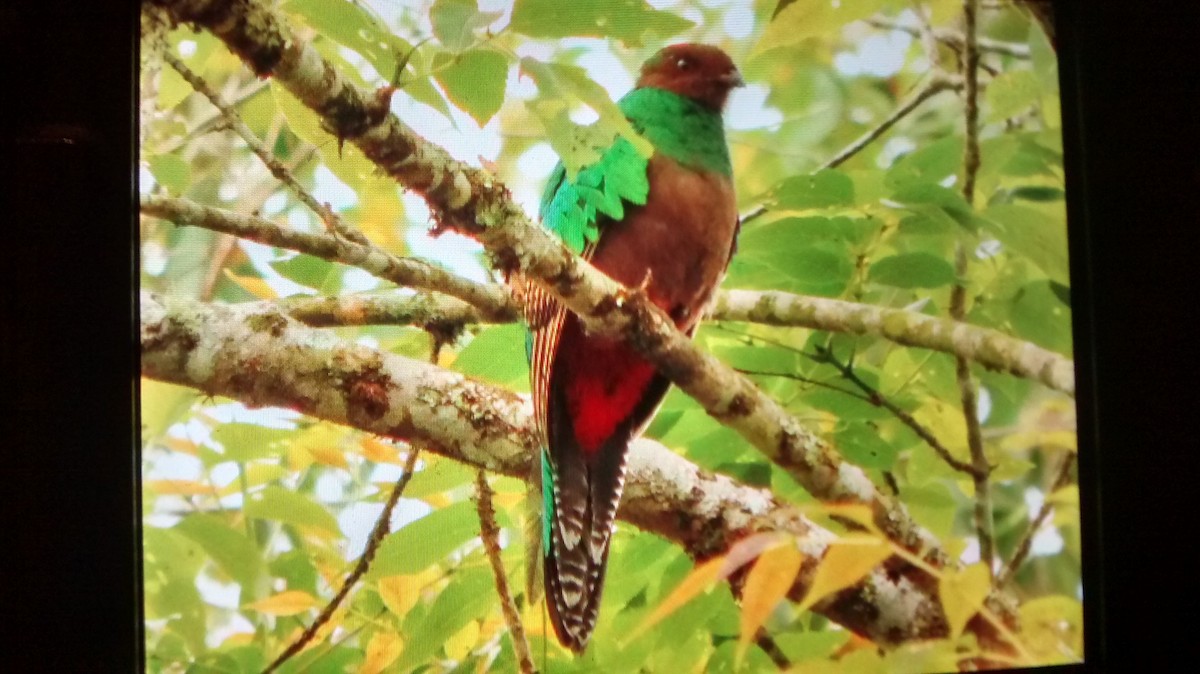 Crested Quetzal - ML30929461